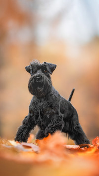 A black miniature schnauzer dog is running