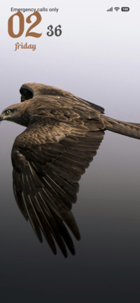Golden Eagle