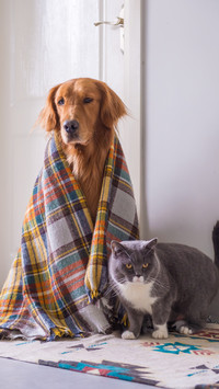 猫狗相处之道