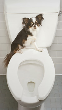 What is the relationship between a toilet and a horse