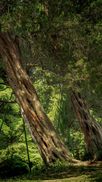 Forest silhouette