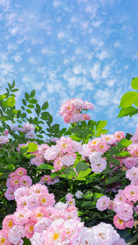 Six types of balcony climbing vines and beautiful flowers