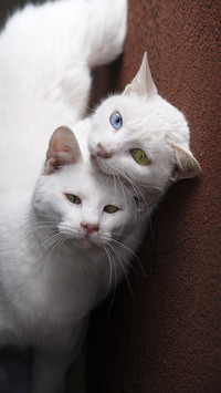 Tough guys and cats 79