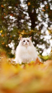 “盒子精”小猫咪