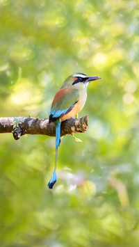 The dazzling green browed emerald eagle