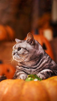 “盒子精”小猫咪