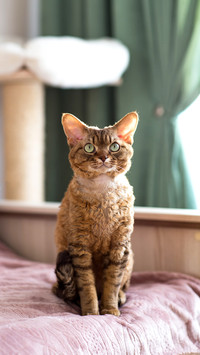 Devonrex cat is sitting on the bed in the room