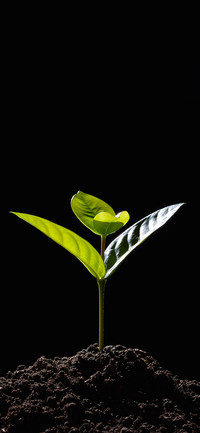治愈植物壁纸-锐景创意