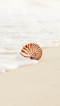 Nautilus sea shell on golden sand beach in sunrise light