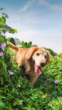 Dog world warm male golden hair
