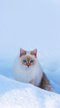White house cat with blue eyes in the snow in winter