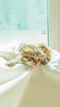 Cute kitten just wake up from sleep on white blanket