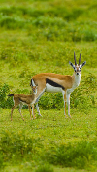 The fastest running animal