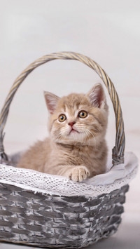 猫咪为何总掉毛
