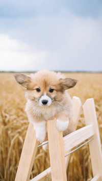 A Сorgi Puppy Playing in The Wheat Field