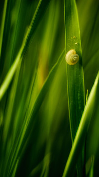 Spring scenery-09