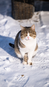 Cat Shadows Walking on a Snowy Night