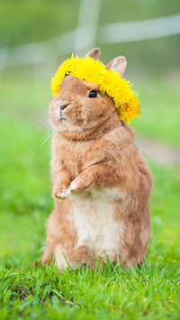 Rabbit