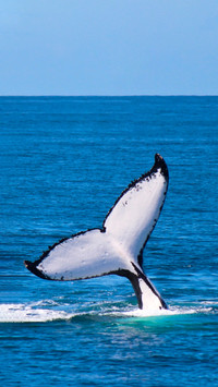 深海遇鲸，自愈时刻