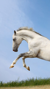 Arabian horses are running on the grassland