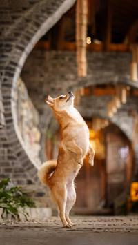 The dog carefully selected by our ancestors