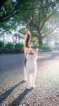 Cats can also get jealous and sad