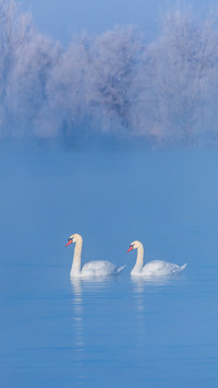 Mute Swan Floating in Frozen Pond