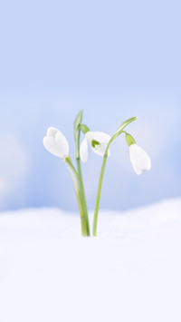花绽雪中，静美如初