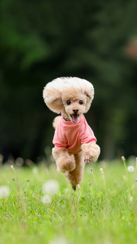 What to Do If Dogs Dont Love Bathing 9