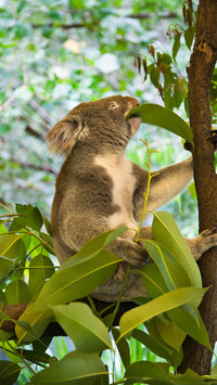 Cute koala-03