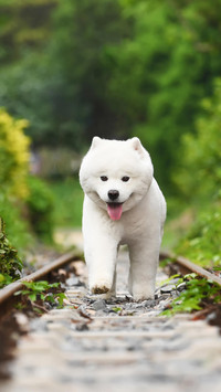 父母养狗常犯的错误