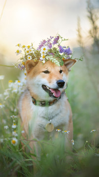 柴犬尾巴大揭秘