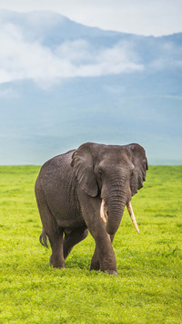 Elephants are 22 months pregnant