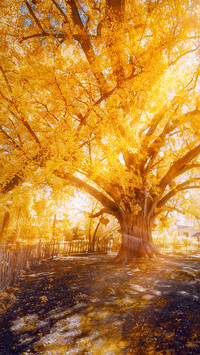 The ancient ginkgo trees in nantong