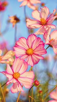 Flowers in the Corner