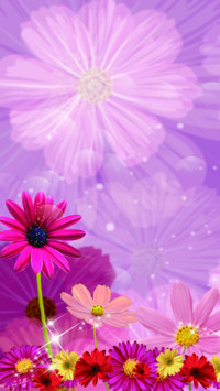 格桑花