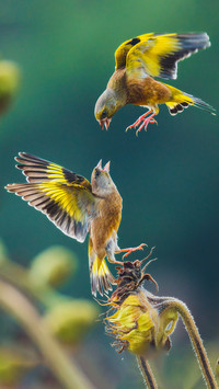 The golden winged sparrow with graceful love