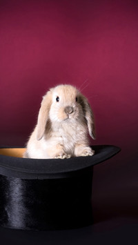 Lop-eared rabbit