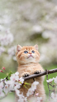 The mystery of cats wealth claw