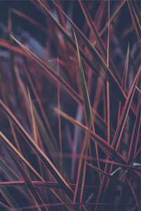 Motion Blur