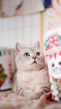 Will cats follow you to the bathroom