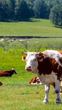 Herding flower cattle on the grassland