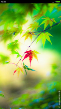枫叶（好评送收费主题）