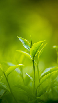 护眼绿植好看小清新壁纸-锐景创意