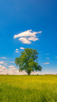 A lonely tree