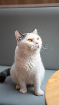 肥猫如何瘦身成功？