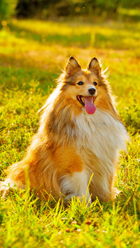 迷人的边境柯利牧羊犬