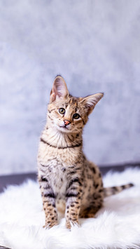 A Lovely Kitten Looking at the Camera Curiously