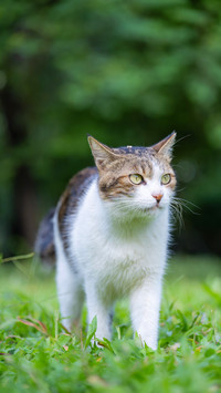 How to choose a cat for the second litter at home