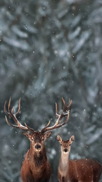 China Biodiversity atlas 17